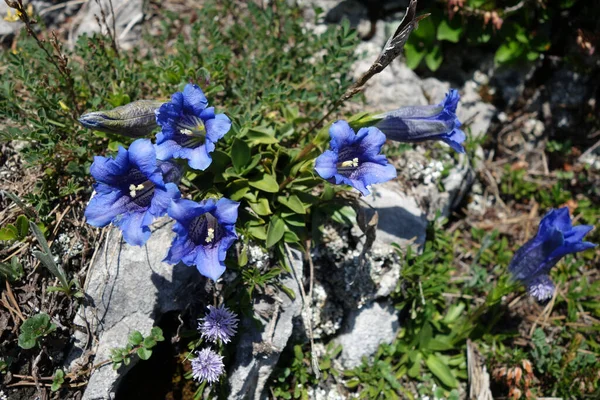 Primer Plano Flores Genciana Azul Creciendo Jardín — Foto de Stock