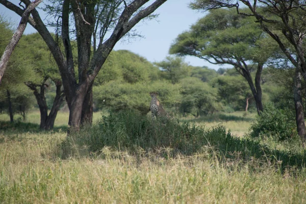 Vacker Tiger Trädet Tarangire National Park Tanzania Afrika — Stockfoto