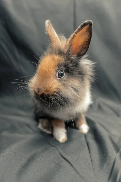 一只灰色背景的毛茸茸的灰棕色家兔的垂直镜头 — 图库照片