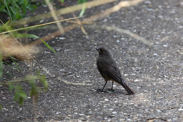 Pájaro Negro Warbler Redstart Jardín Buscando Comida —  Fotos de Stock