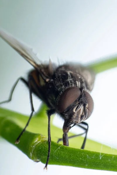 Nahaufnahme Einer Fliege Auf Einer Grünen Pflanze — Stockfoto