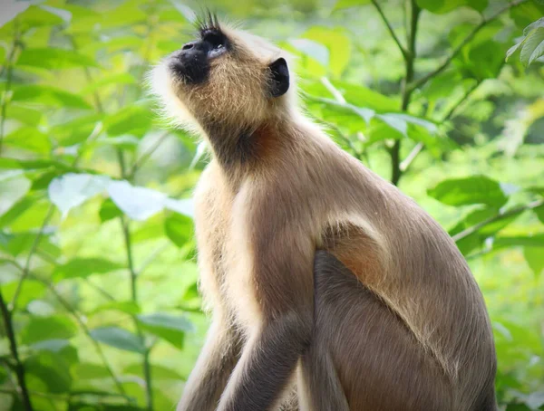 Een Selectieve Focus Shot Van Een Langur Aap Zittend Boom — Stockfoto