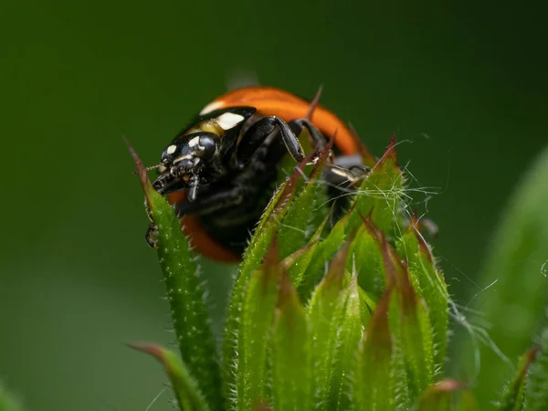 Gros Plan Une Coccinelle Une Plante Verte — Photo