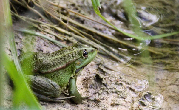 Eine Nahaufnahme Eines Grünen Frosches Der Nähe Des Teiches Lithobaten — Stockfoto