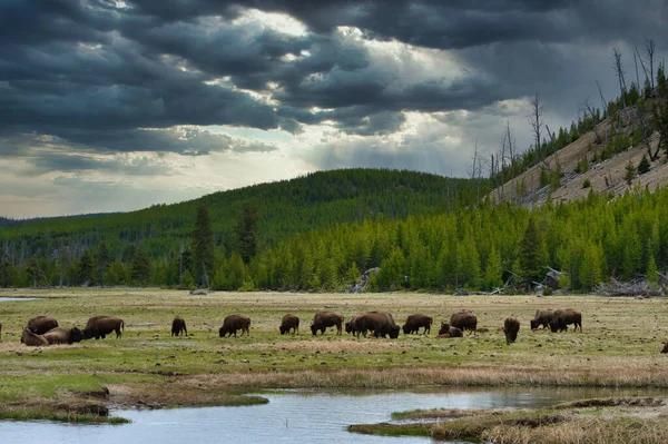 Matin Nuageux Sombre Parc National Yellowstone Avec Des Bisons Mangeant — Photo