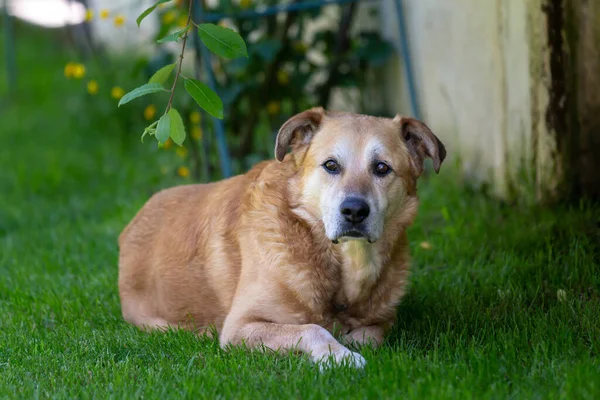 一只可爱的家养棕色毛茸茸的老狗坐在花园的草地上 — 图库照片