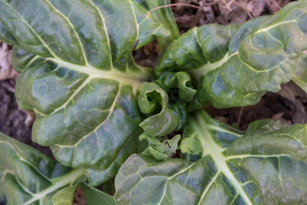 Organic Cultivation Variety Chard Autumn — Stock Photo, Image