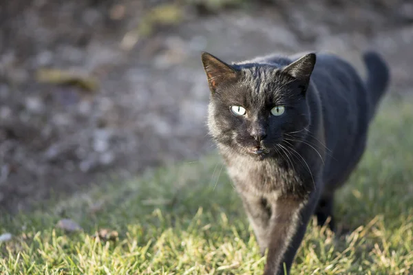 Oriental Shorthair Cat Walking Grasses Lawn — Stock Photo, Image