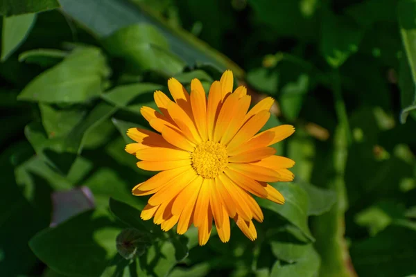 庭にオレンジ色の花弁を持つエキゾチックな花の選択的な焦点ショット — ストック写真
