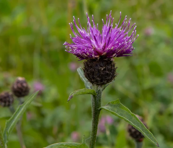 A shallow focus  of a purple Milk thistle flower with green lawn blurred background on a spring day