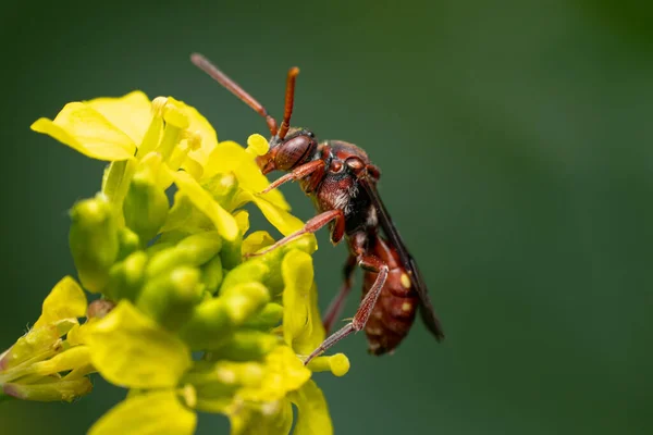 Tiro Close Fuscatus Polistes Uma Flor Amarela — Fotografia de Stock