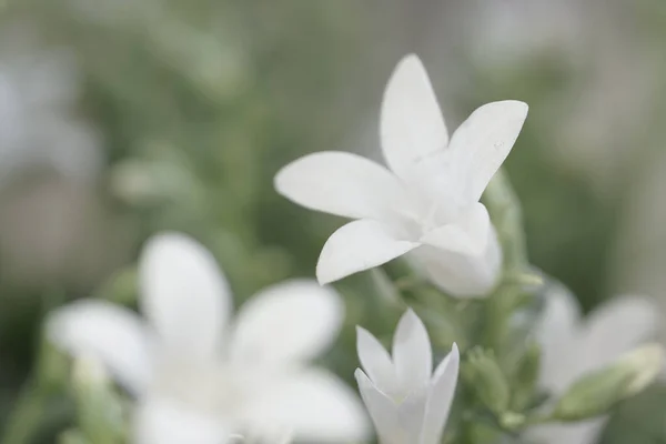 Szelektív Fókusz Fehér Ornithogalum Umbellatum Virágok Harmatcseppek Ellen Elmosódott Háttér — Stock Fotó