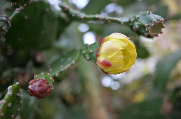 Gros Plan Poire Piquante Aux Fleurs Jaunes — Photo