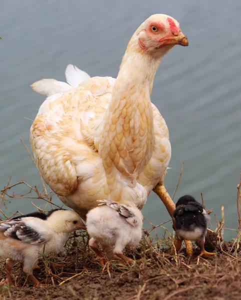 一只母鸡和她的小鸡在花园里的垂直镜头 — 图库照片