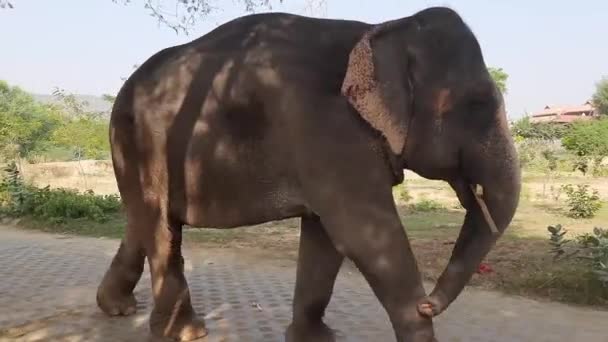 Primer Plano Elefante Joven Parque — Vídeos de Stock