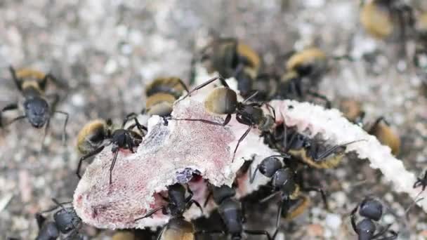 Gros Plan Fourmis — Video