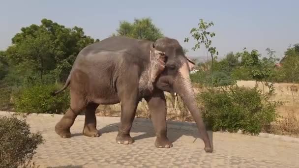 Elefante Zoológico — Vídeos de Stock