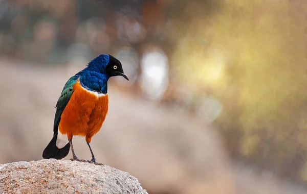 Une Mise Point Sélective Oiseau Plumage Multicolore Perché Sur Une — Photo
