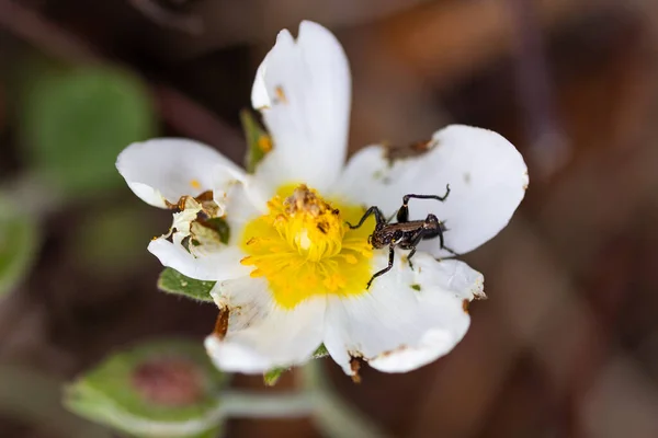 昆虫在风化的白花上的特写 — 图库照片
