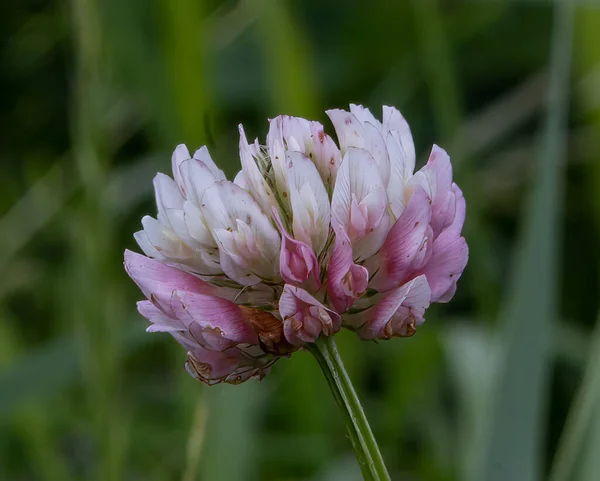 Een Close Van Een Witte Roze Rode Klaver Bloem Met — Stockfoto