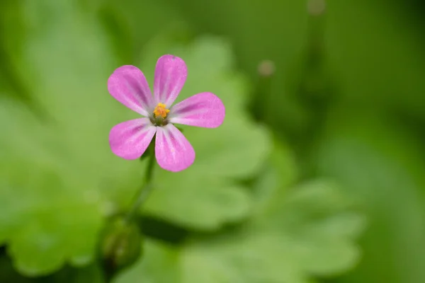 Primer Plano Una Flor Robert Sobre Fondo Borroso —  Fotos de Stock