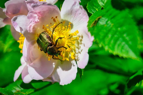 Ein Laubholzkäfer Auf Der Blume Eines Hundes Stieg Sonnenlicht — Stockfoto