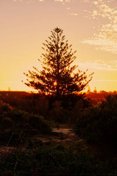 Вертикальный Снимок Солнца Сияющего Сквозь Высокое Дерево Запечатленное Закате — стоковое фото