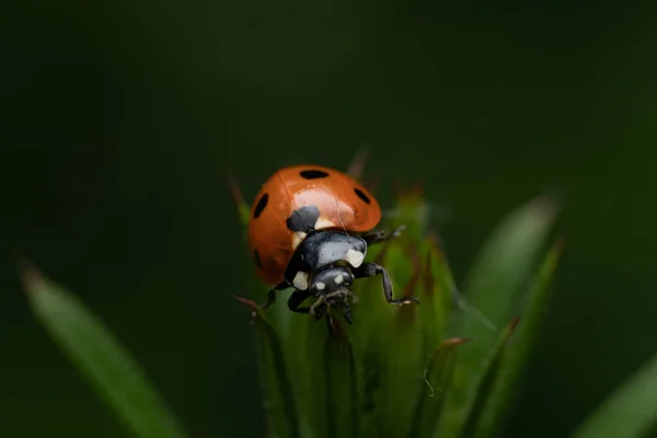 Gros Plan Une Coccinelle Une Herbe Verte — Photo