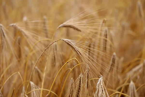 Closeup Shot Golden Ear Rye Field — Stockfoto