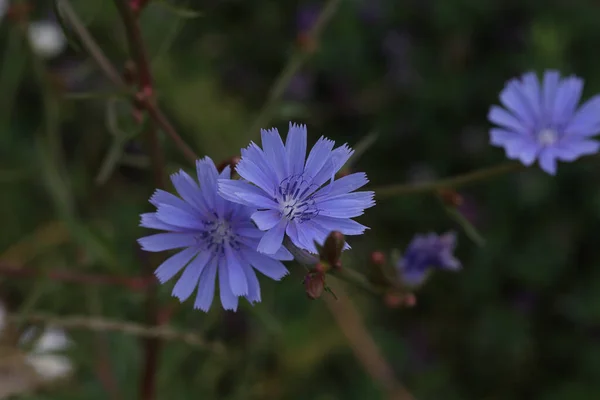 Ένα Κοντινό Πλάνο Από Ένα Μπλε Λουλούδι Cichorium Στο Λιβάδι — Φωτογραφία Αρχείου