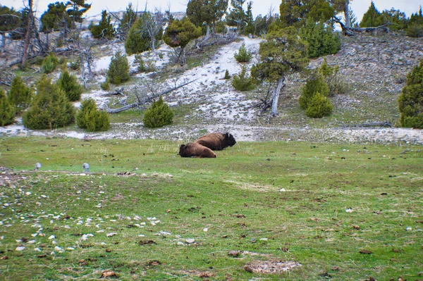 Beautiful Green Field Two Bisons Laying Yellowstone National Park — Stock Photo, Image