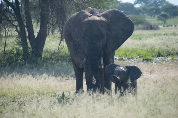 Closeup Shot Big Elephant Baby Elephant Tarangire National Park Africa — 스톡 사진