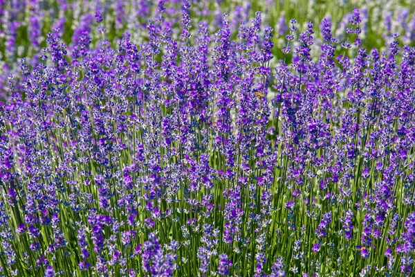 Ein Horizontaler Hintergrund Aus Frischen Violetten Lavendelblüten — Stockfoto