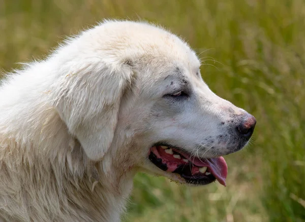 Close Pequeno Cão Pastor Branco Bonito Com Língua Para Fora — Fotografia de Stock