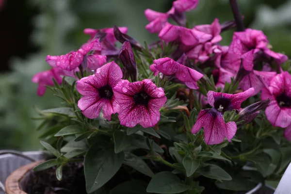 Closeup Purple Petunia Flowers Garden Spring Time — 스톡 사진