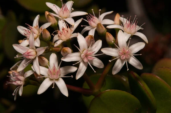 Tiro Foco Seletivo Flores Crassula Ovata — Fotografia de Stock