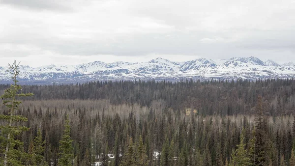 Wspaniały Widok Lasu Sosnowego Śnieżnymi Górami Tle Zimie — Zdjęcie stockowe