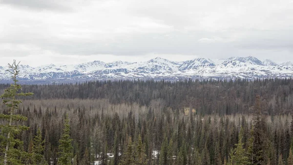 Fantastisk Utsikt Över Tallskog Med Snötäckta Berg Bakgrunden Vintern — Stockfoto