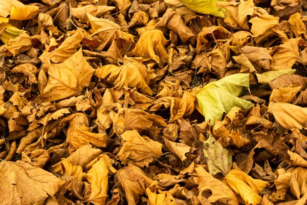 Detailní Záběr Suchých Listů Stromu Podzim — Stock fotografie