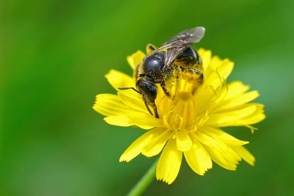 Селективный Фокус Снимка Пушистой Пчелы Собирающей Пыльцу Желтого Цветка Ипохоэрской — стоковое фото