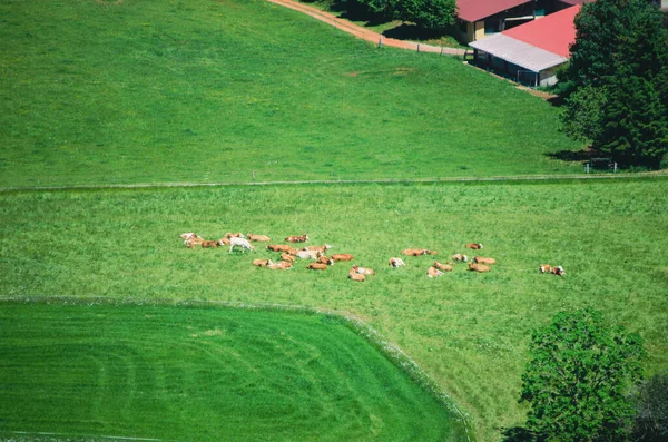 Стадо Скота Лежит Зеленой Траве Поле Отдыхает — стоковое фото