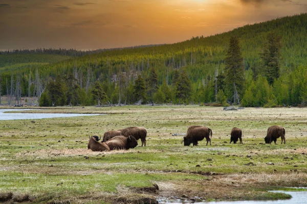 Een Groep Bisons Grazend Een Veld Het Yellowstone National Park — Stockfoto