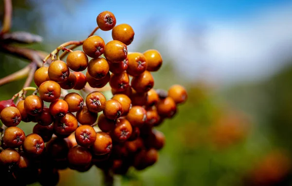 Sebuah Fokus Tembakan Selektif Buah Kecil Oranye Berbentuk Berry — Stok Foto