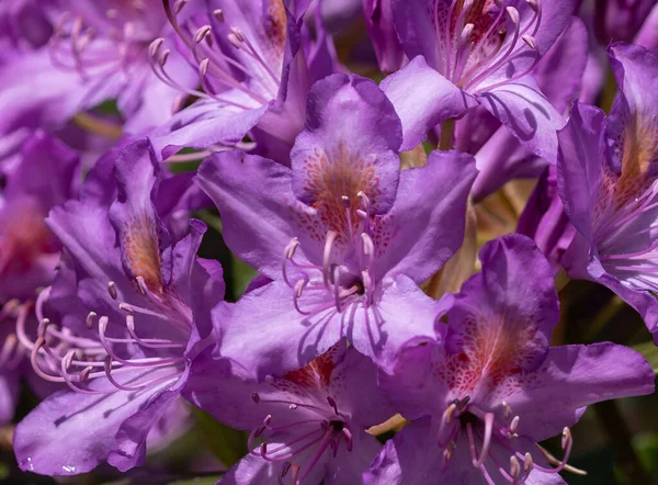 Eine Nahaufnahme Von Lila Pazifischen Rhododendron Blüten Einem Frühlingstag — Stockfoto