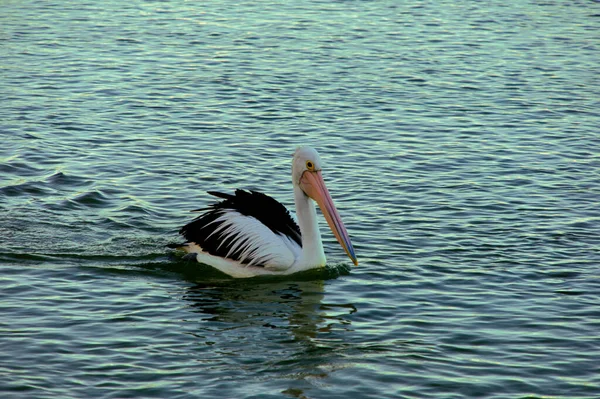 Eine Selektive Fokusaufnahme Eines Vogels Der Tagsüber Auf Einem See — Stockfoto