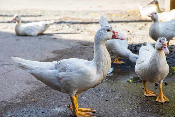 White House Peking Ducks Street — Stock Photo, Image