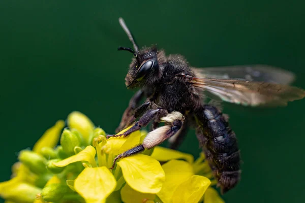 Egy Közeli Kép Egy Méhről Egy Sárga Virágon — Stock Fotó