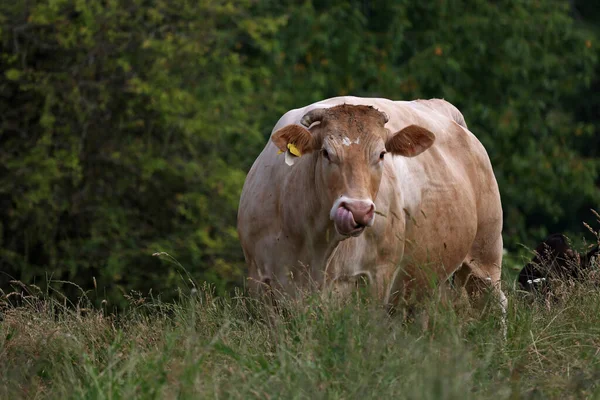 Primer Plano Una Enorme Vaca Marrón Verano Pasto —  Fotos de Stock