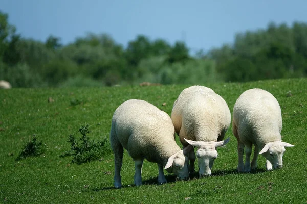 Овцы Дамбе Северного Моря — стоковое фото
