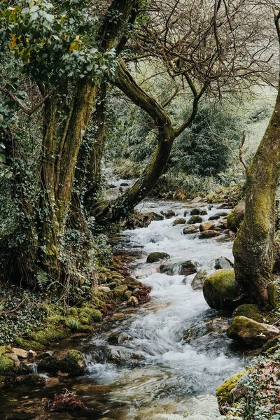 Pionowe Ujęcie Strumienia Płynącego Pomiędzy Gęstą Roślinnością Leśną — Zdjęcie stockowe